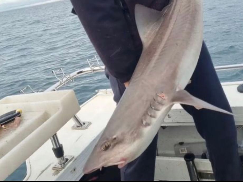 The most popular recent Gummy shark catch on Fishbrain
