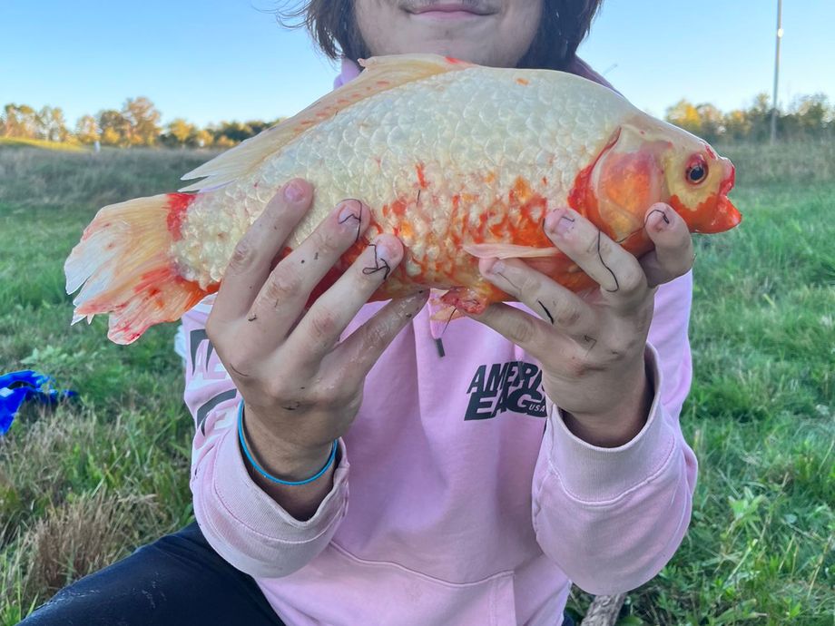 The most popular recent Goldfish catch on Fishbrain