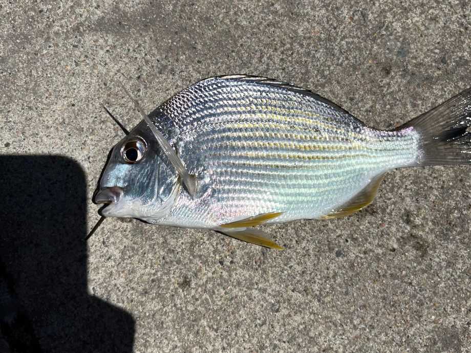 The most popular recent Goldlined seabream catch on Fishbrain