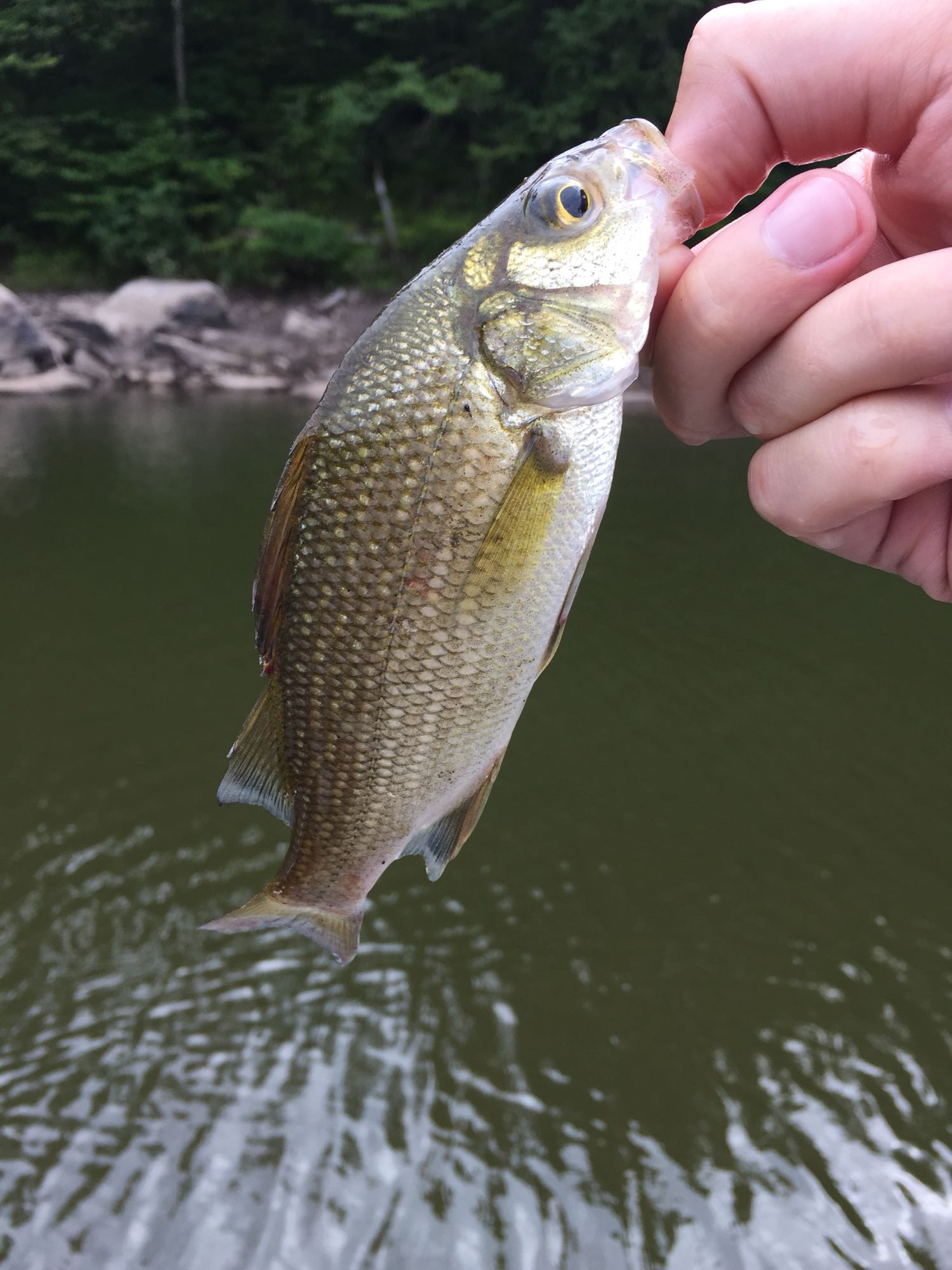 Swinging Bridge Reservoir Fishbrain